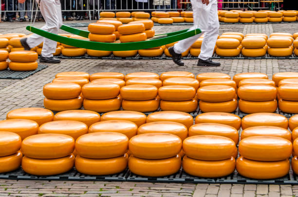Traditional Dutch cheese market in Alkmaar, the Netherlands Dutch cheese market in the city of Alkmaar, the Netherlands, held every Friday in the main town square, a populat tourist attraction cheese market stock pictures, royalty-free photos & images