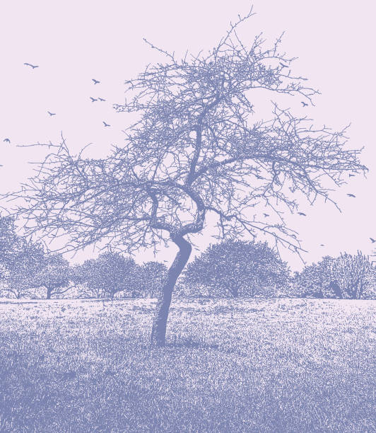 ilustraciones, imágenes clip art, dibujos animados e iconos de stock de árbol desnudo y sendero - bare tree nature backgrounds tree trunk branch