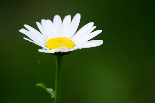 Beautiful fresh daisies bloom outdoors in the field on a summer sunny day