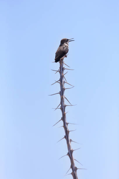 Immature hummingbird perched on top of desert ocotillo stem enjoys singing in morning light against blue Arizona sky in vertical format with copy space
