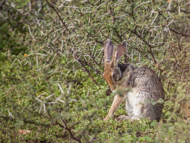 Black-naped Hare, Lepus nigricollis, aka Indian Hare A Black-naped Hare, Lepus nigricollis, aka Indian Hare, grooming itself under an acacia bush in Yala National Park, Sri Lanka. indian hare photos stock pictures, royalty-free photos & images