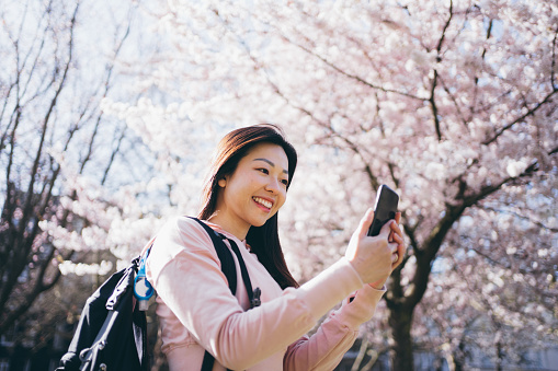Asian young cheerful woman using her smartphone in front of full blossomed cherry tree in the park.