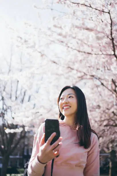 Asian young cheerful woman looking up to the sky while holding her smartphone in front of full blossomed cherry tree in the park.