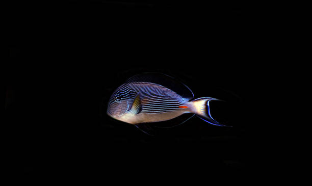 istock Sohal surgeonfish tang in isolated background - Acanthurus sohal 1309826403