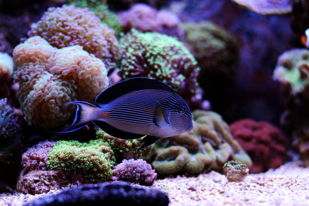 istock Sohal surgeonfish tang - Acanthurus sohal 1309826405