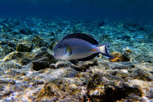 Photo of Sohal surgeonfish tang underwater scene - Acanthurus sohal