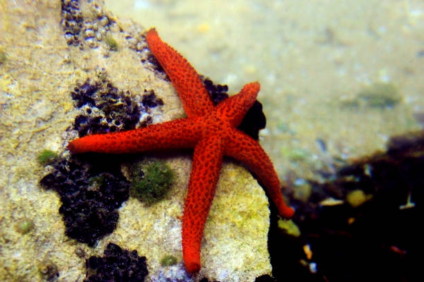 istock Underwater scene with bright Red Seastar - Echinaster sepositus 1309829179