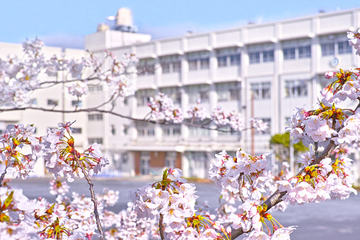 Spring in Japan. Image of cherry blossoms in full bloom and school building