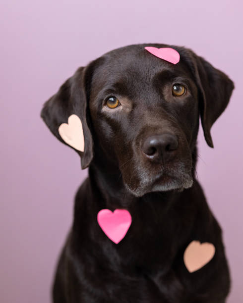 labrador retriever cão com adesivos de coração rosa no corpo - animal heart fotos - fotografias e filmes do acervo