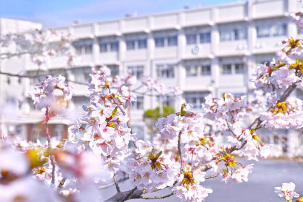 満開の桜と校舎のイメージ