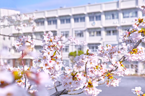 Spring in Japan. Image of cherry blossoms in full bloom and school building