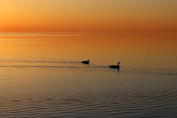 istock Ducks in the early morning 1309830327