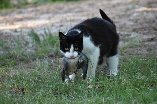 Cat hunting dove staring at the cammera Cat hunting dove staring at the cammera pigeon meat photos stock pictures, royalty-free photos & images