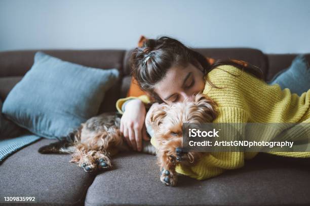 Giving Him A Home Of Love Stock Photo - Download Image Now - Dog, Embracing, Sofa