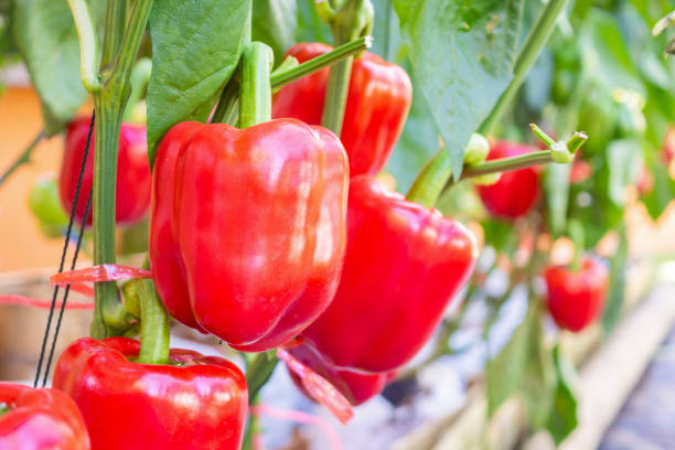 planta de pimentão vermelho crescendo em jardim orgânico - pepper bell pepper growth ripe - fotografias e filmes do acervo