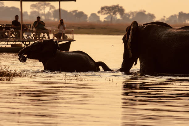 istock African elephants in the river while tourists take pictures of them 1309837323