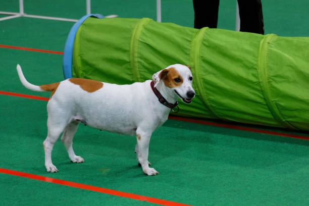 istock A Thai-type dog colored white and brown stands smartly on green play ground 1309837457