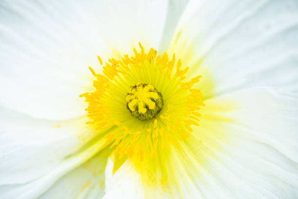 istock white flower close-up, abstract background.corn poppy 1309837459