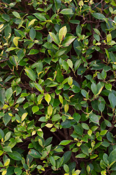 istock Bunch of green leaves 1309838230