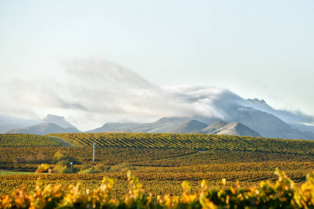 vigneto in autunno che gira giallo dorato e arancione con colline sullo sfondo e la fresca nebbia costiera che rotola - san luis obispo county california hill valley foto e immagini stock