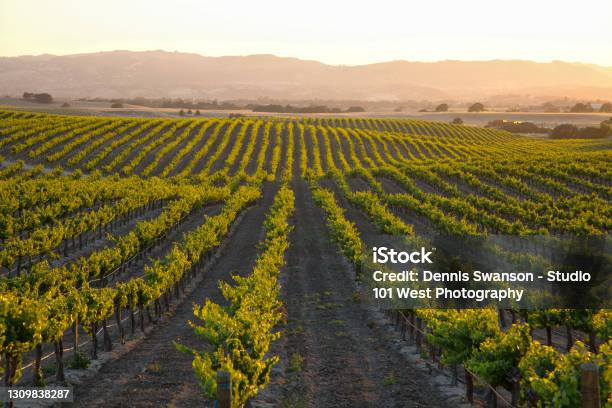 Setting Sun Flooding Golden Light Over Vineyard Countryside With Rolling Hills Stock Photo - Download Image Now