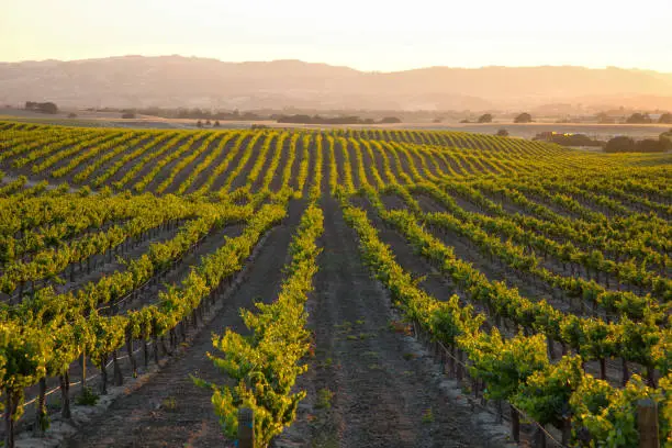 vineyard rows in the countryside with rolling hills and warm glow of setting sun