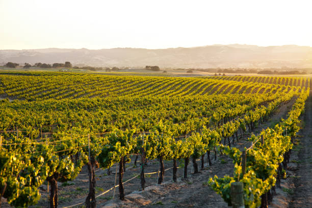 setting sun flooding golden light over vineyard countryside with rolling hills