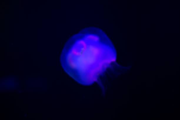 istock Jellyfish in the mysterious world 1309839175