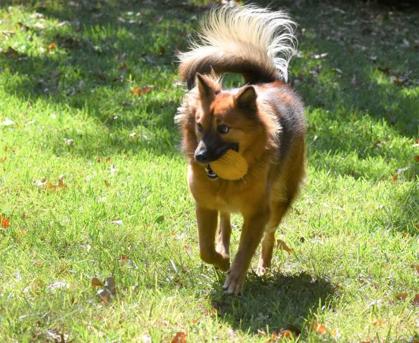 crabot courant - dog retrieving german shepherd pets photos et images de collection