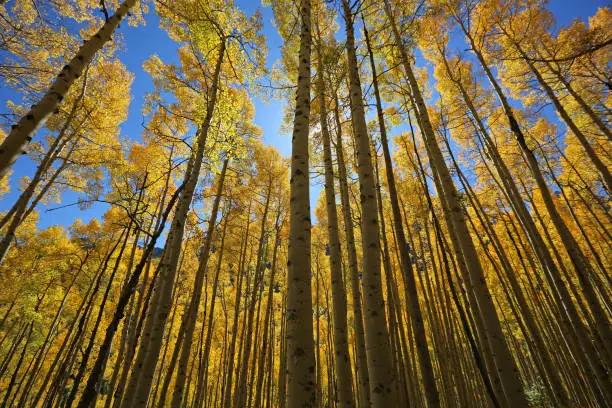 Photo of Sunny day in Aspen forest