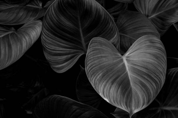 istock Full Frame of monochrome Leaves Texture Background 1309841378