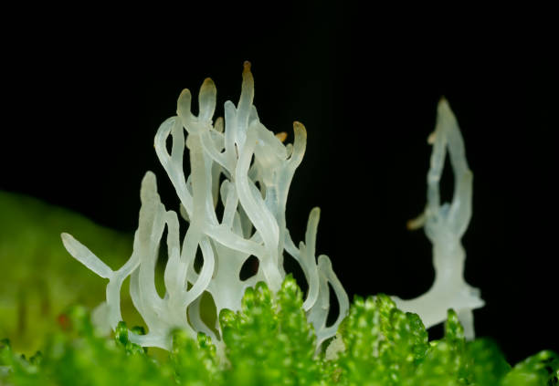 istock Lentaria epichnoa growing in natural environment 1309841386