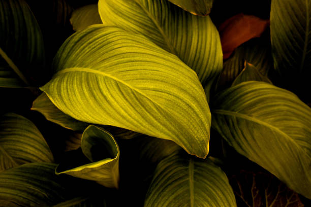 istock Full Frame of Colorful Leaves Texture Background 1309841465