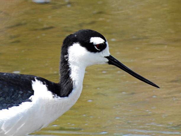 istock Black-necked Stilt (Himantopus mexicanus) portrait 1309841988