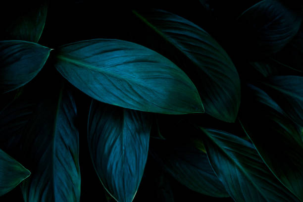 istock Full Frame of Green Leaves Texture Background 1309841994
