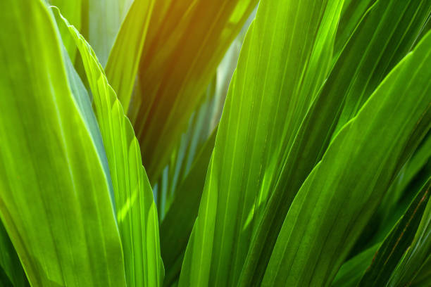 istock abstract green leaf texture, dark green foliage nature background 1309842007