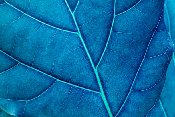 istock abstract green leaf texture, dark green foliage nature background 1309842016