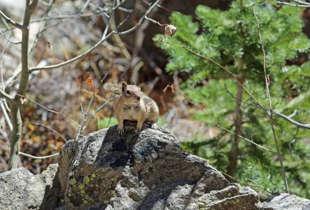 Photo of Chipmunk on the rock