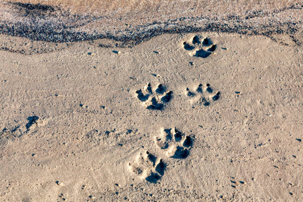 istock Dog footprints on the sand 1309842190