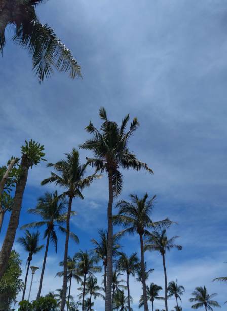 istock Palm Trees of The Island 1309842195