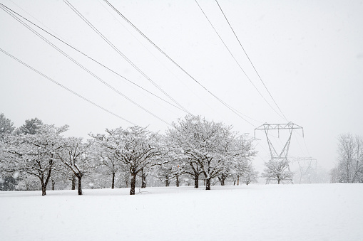 Trees and power lines in snowstorm, Worcester, Pennsylvania, USA
