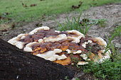 ganoderma.jpg?b=1&s=170x170&k=20&c=5w9HF