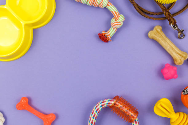 istock Different multicolored pet care accessories: ring, bones, leash, collar, balls on violet background. Rubber and textile accessories for dogs. Top view, flat lay. Copy space 1309846329