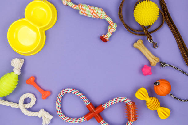 istock Different multicolored pet care accessories: ring, bones, leash, collar, balls on violet background. Rubber and textile accessories for dogs. Top view, flat lay. Copy space 1309846363