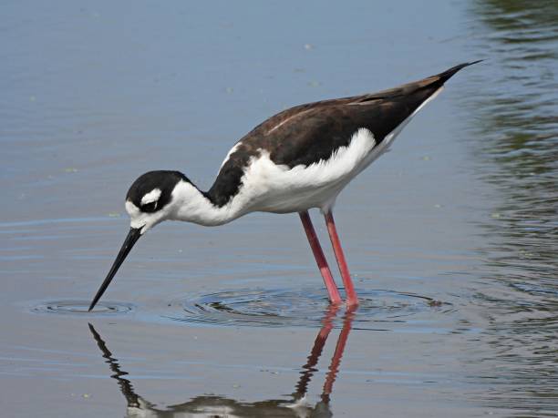 istock Black-necked Stilt (Himantopus mexicanus) foraging in a lake 1309846458