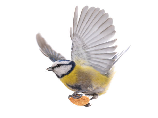 istock Eurasian Blue Tit with almond bone isolated on white 1309847205