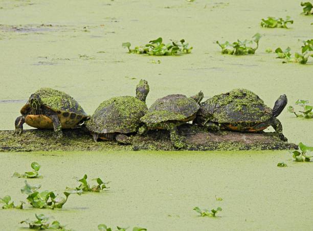 istock Florida Red-bellied Cooter's (Pseudemys rubriventris) resting on a log in the wetlands 1309847231