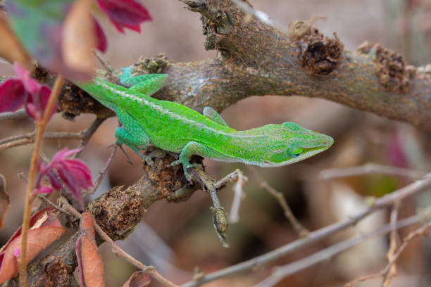 istock Green anole lizard hanging on a branch in a loropetalum bush 1309847925