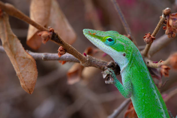 istock Green anole lizard hanging on a branch in a loropetalum bush 1309847932
