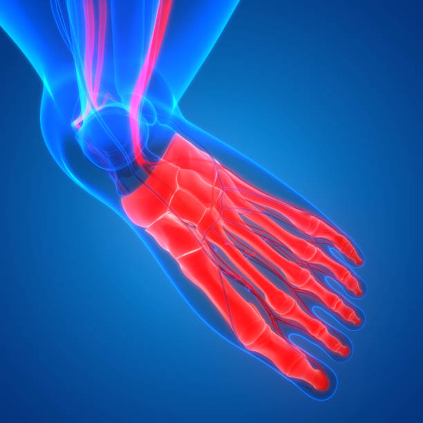 istock Human Skeleton System Foot Bone Joints Anatomy 1309847942